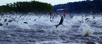 Asian Carp